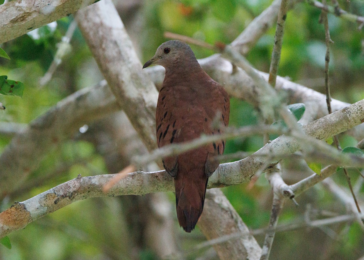 Ruddy Ground Dove - ML616627892