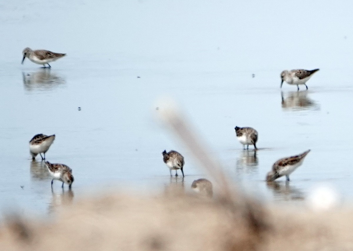 Least Sandpiper - ML616627897