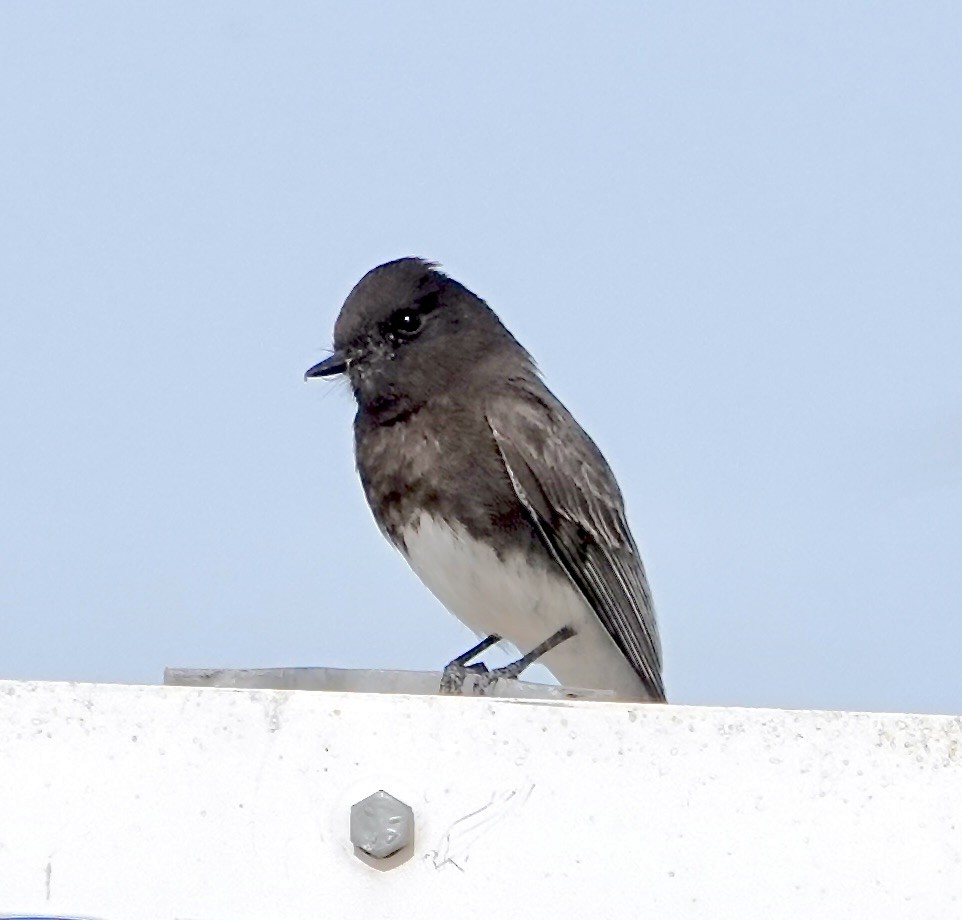 Black Phoebe - ML616627916