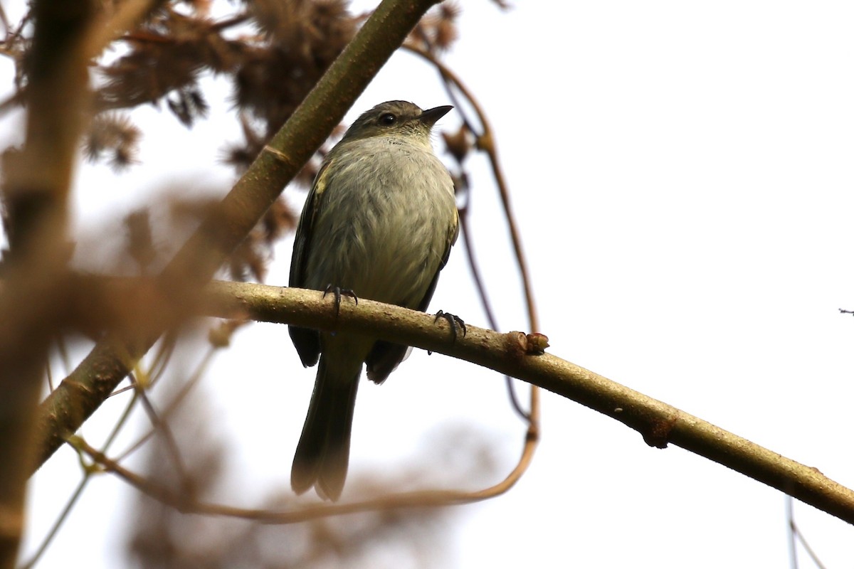 Tyranneau à ailes jaunes - ML616627997