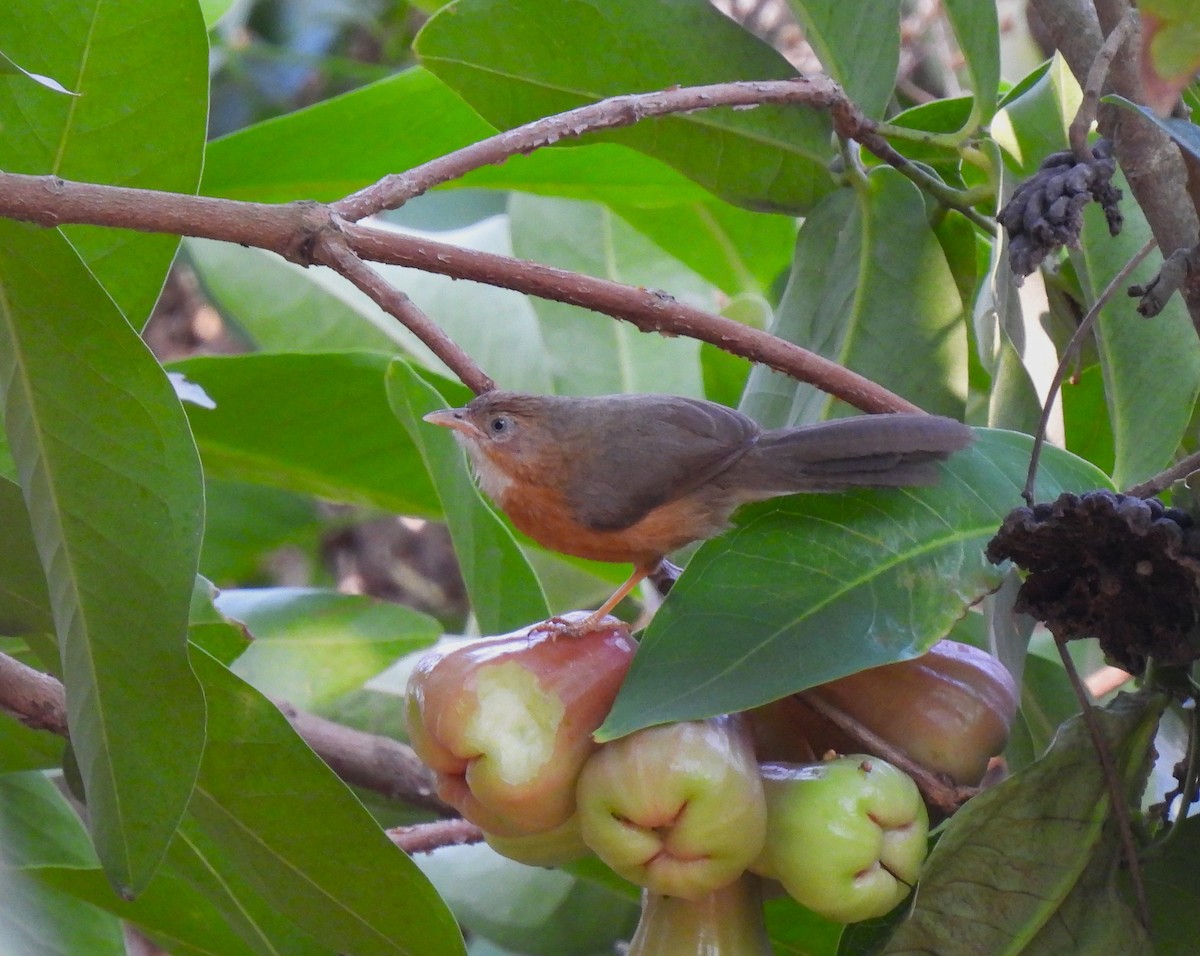 Tawny-bellied Babbler - ML616628001