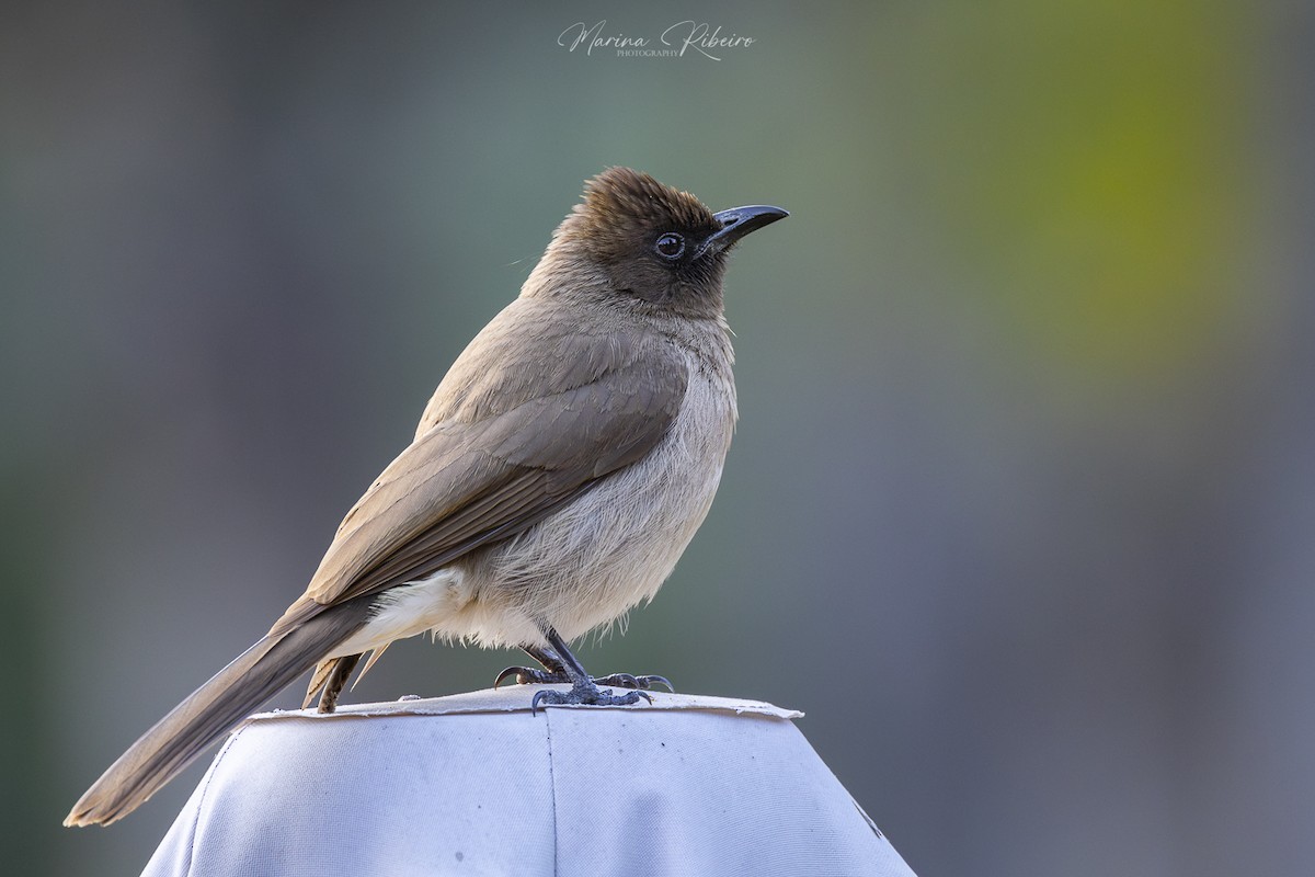 Common Bulbul - ML616628018