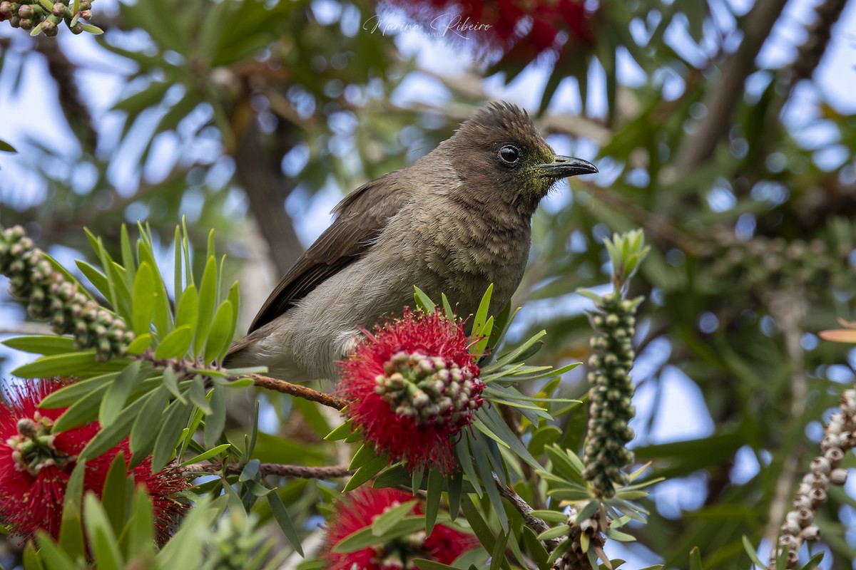 Common Bulbul - Marina Ribeiro