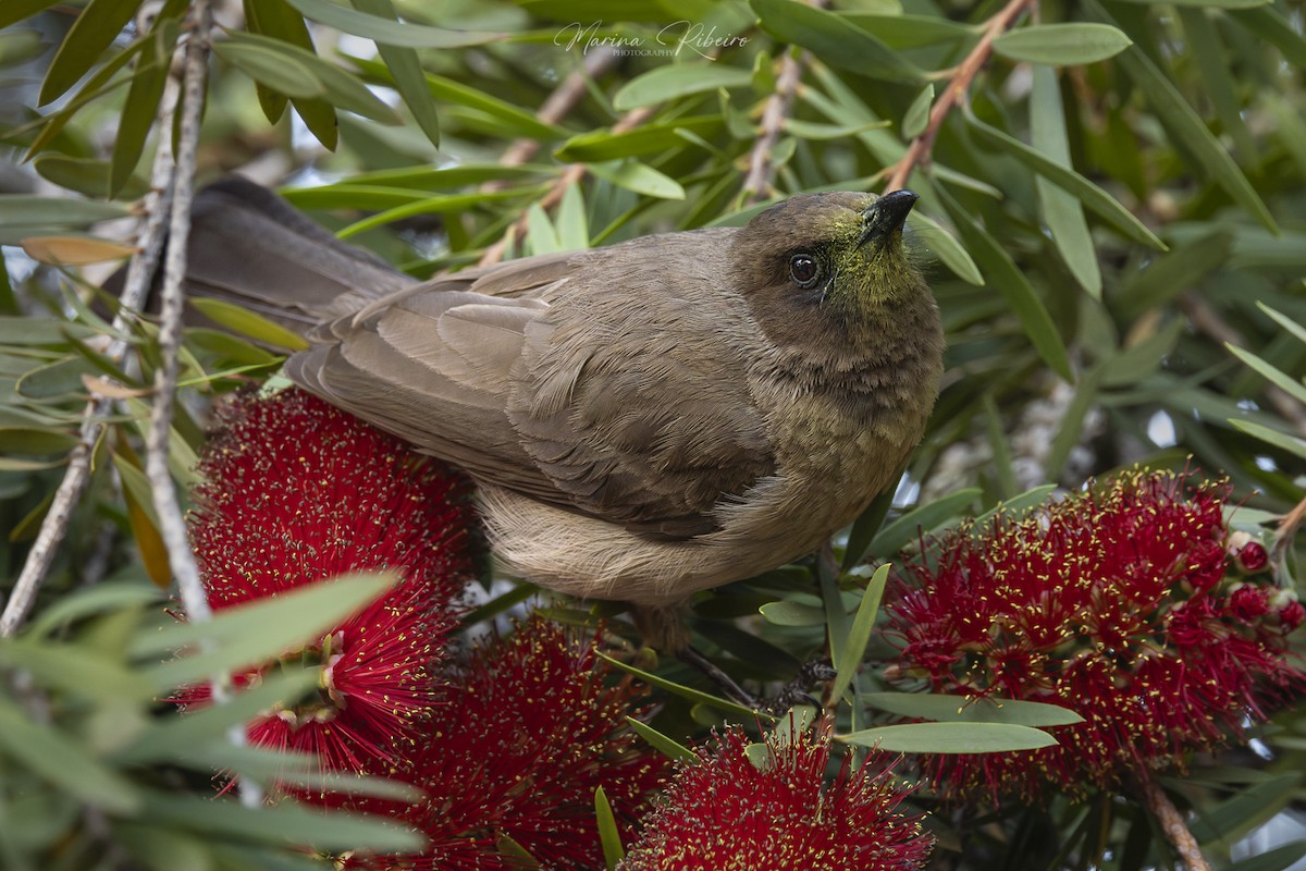 Common Bulbul - Marina Ribeiro