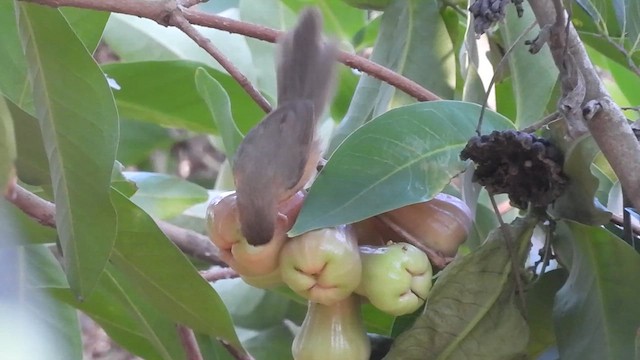 Tawny-bellied Babbler - ML616628029