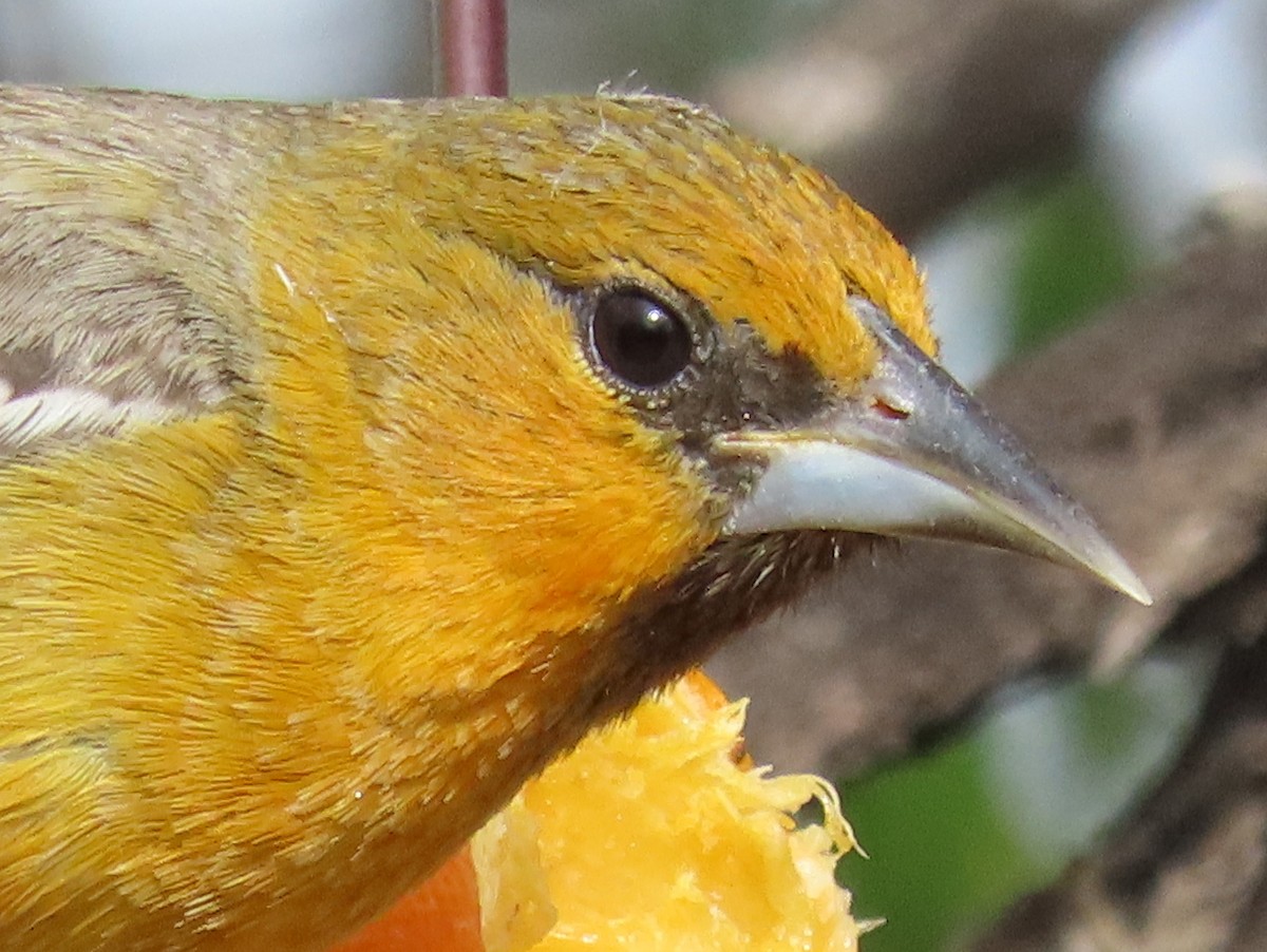 Streak-backed Oriole - Jon G.