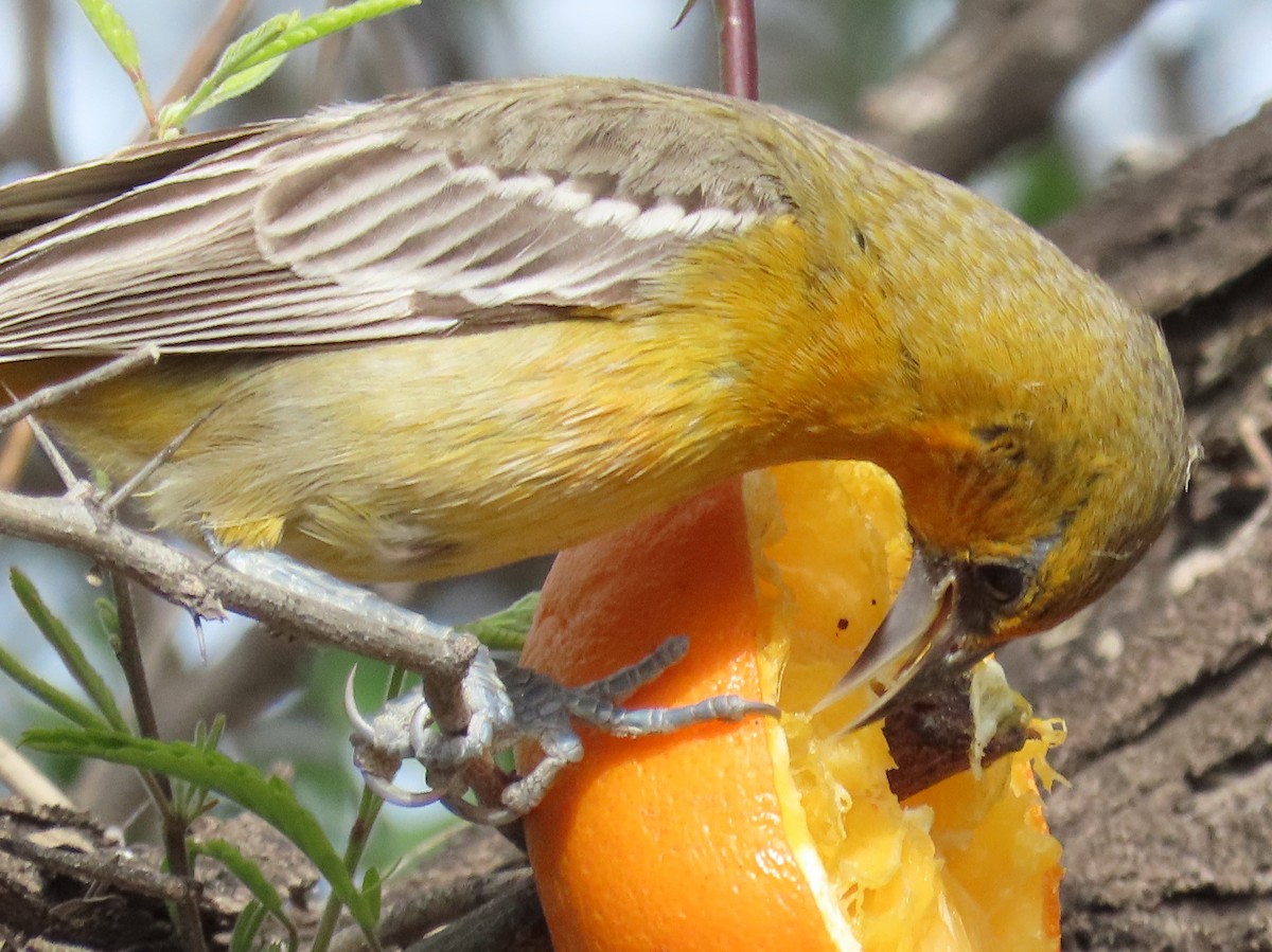 Streak-backed Oriole - ML616628080