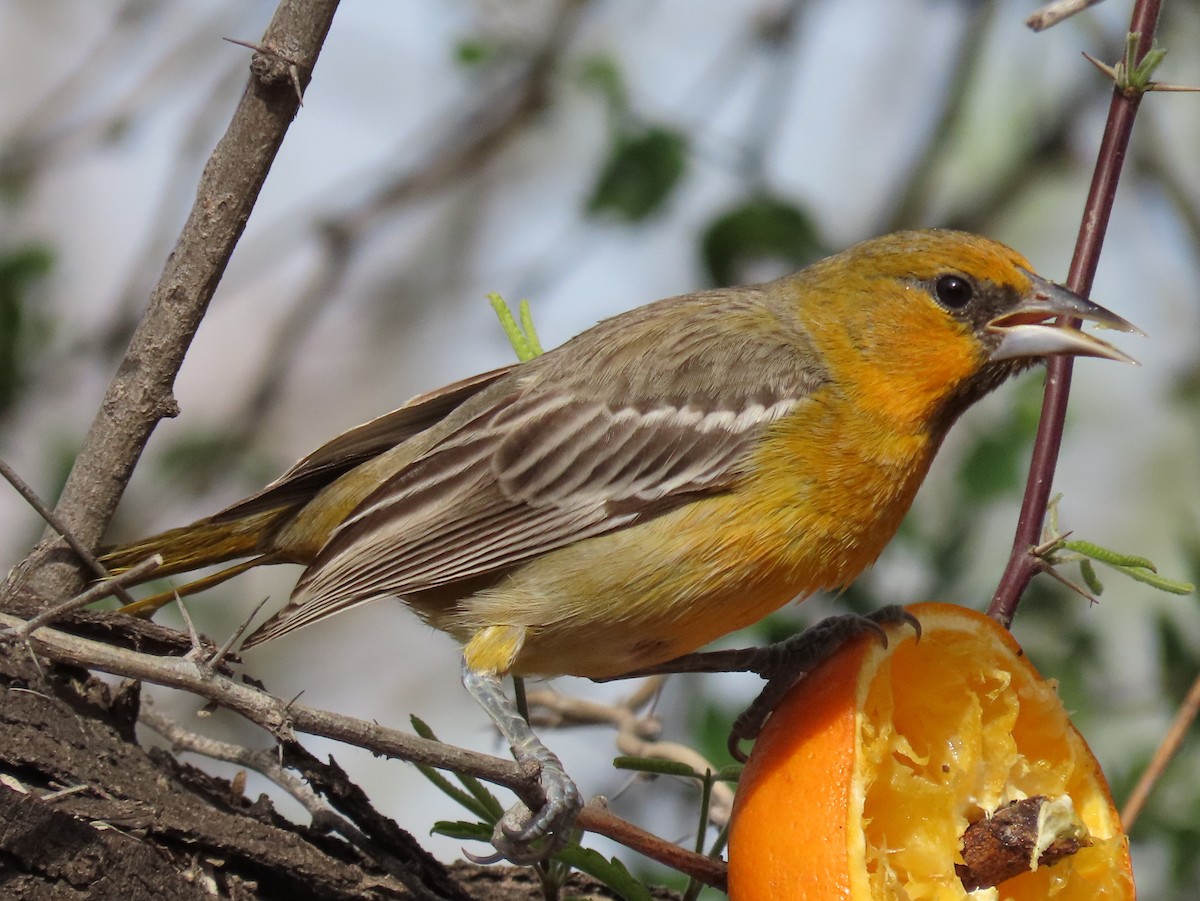 Streak-backed Oriole - Jon G.