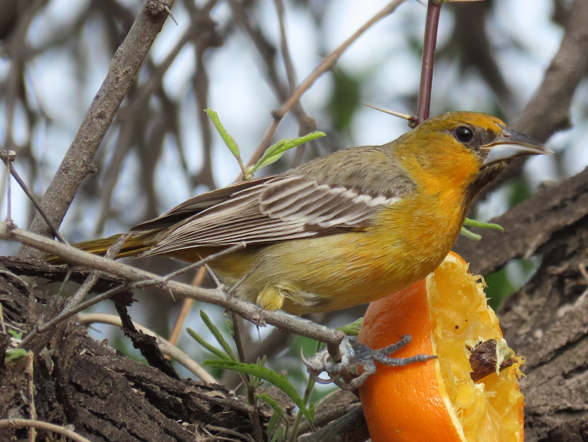 Streak-backed Oriole - ML616628082