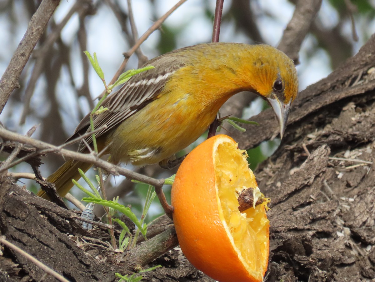 Streak-backed Oriole - Jon G.