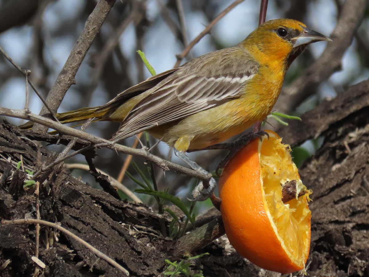 Streak-backed Oriole - Jon G.