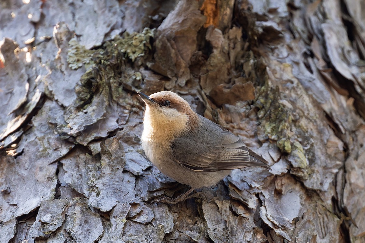 Brown-headed Nuthatch - ML616628095