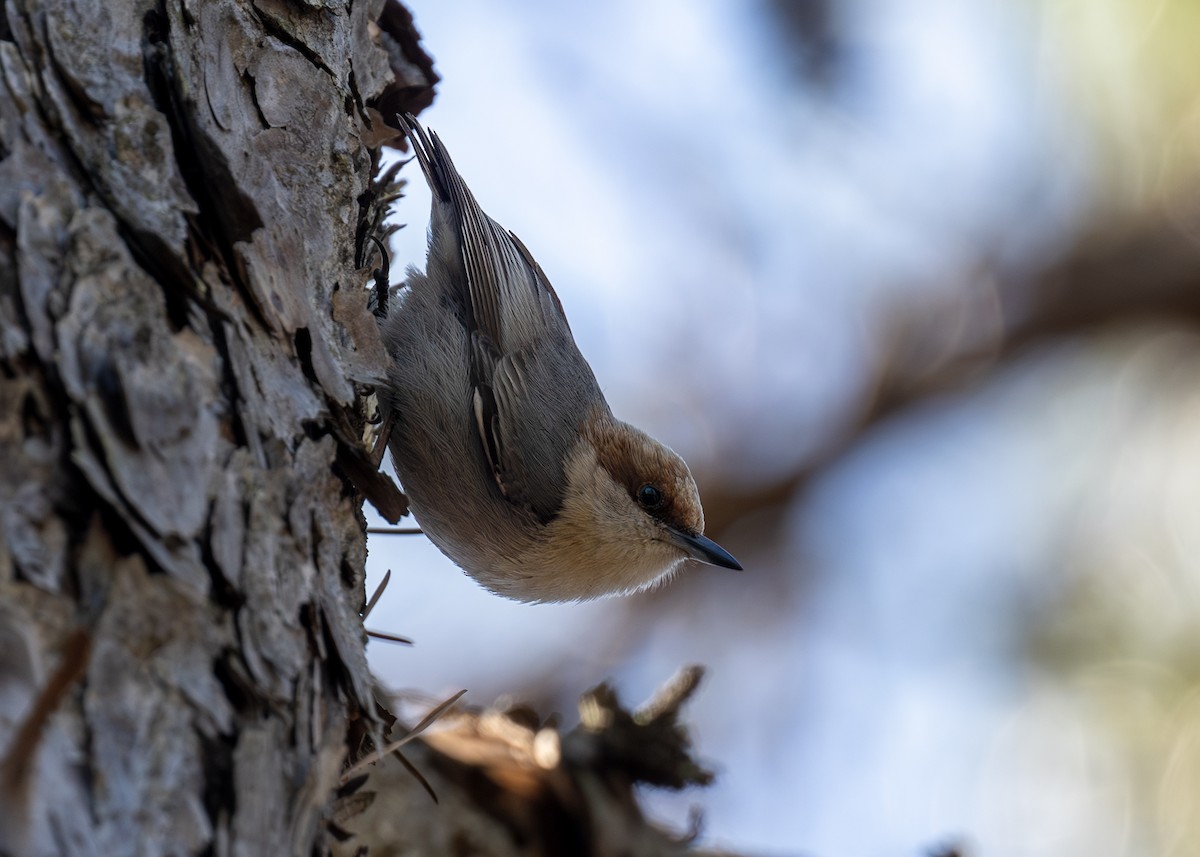 Brown-headed Nuthatch - ML616628096