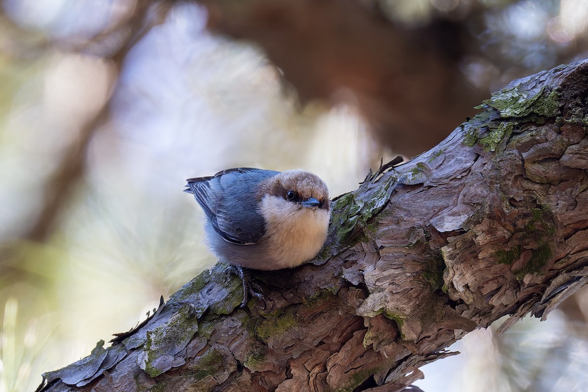 Brown-headed Nuthatch - ML616628097