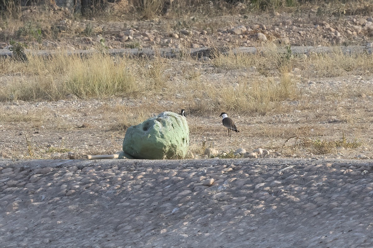 Spur-winged Lapwing - ML616628100