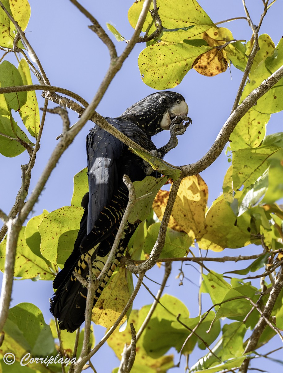 Red-tailed Black-Cockatoo - Fernando del Valle