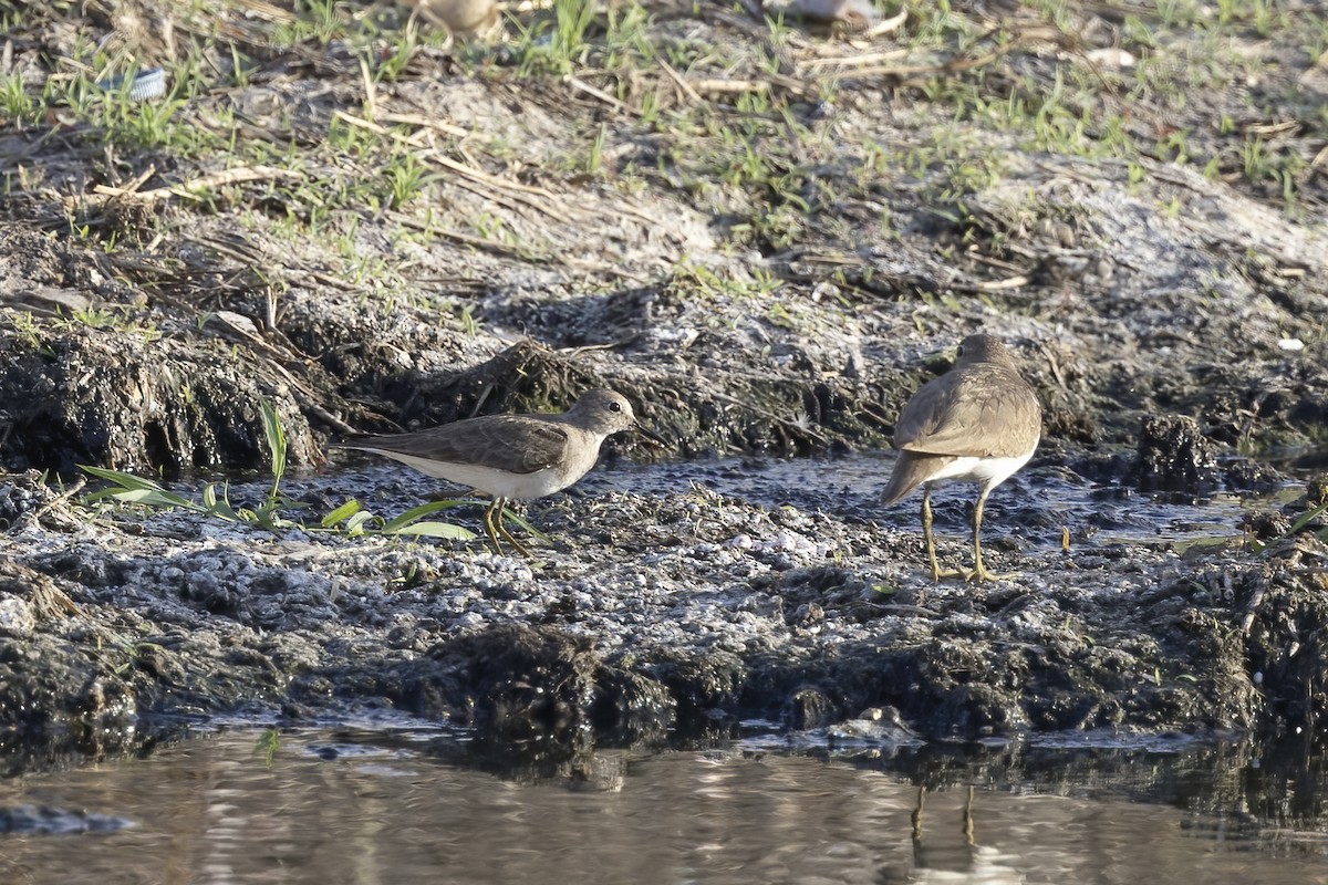 Correlimos de Temminck - ML616628129