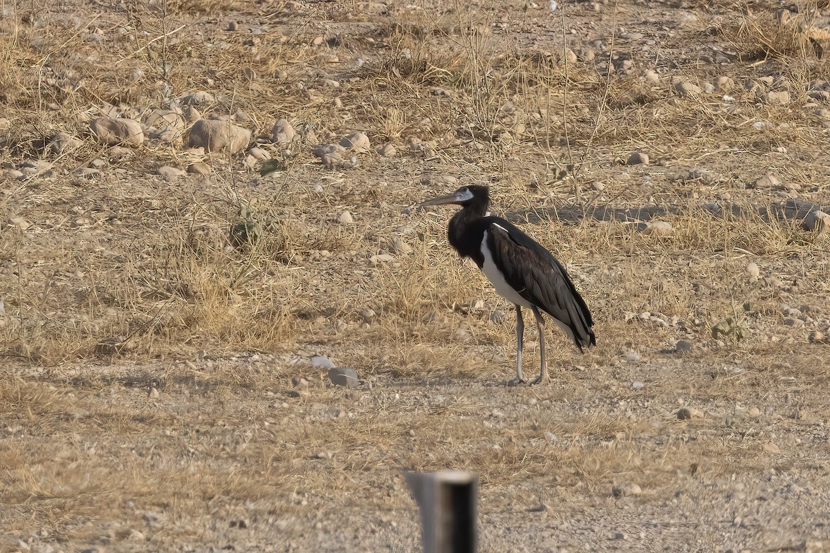 Abdim's Stork - ML616628140