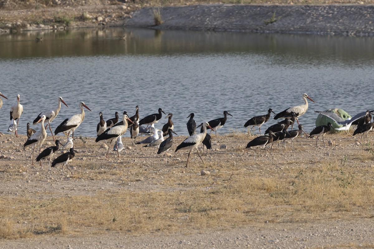 Abdim's Stork - ML616628142