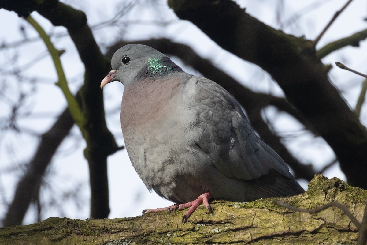 Stock Dove - ML616628161