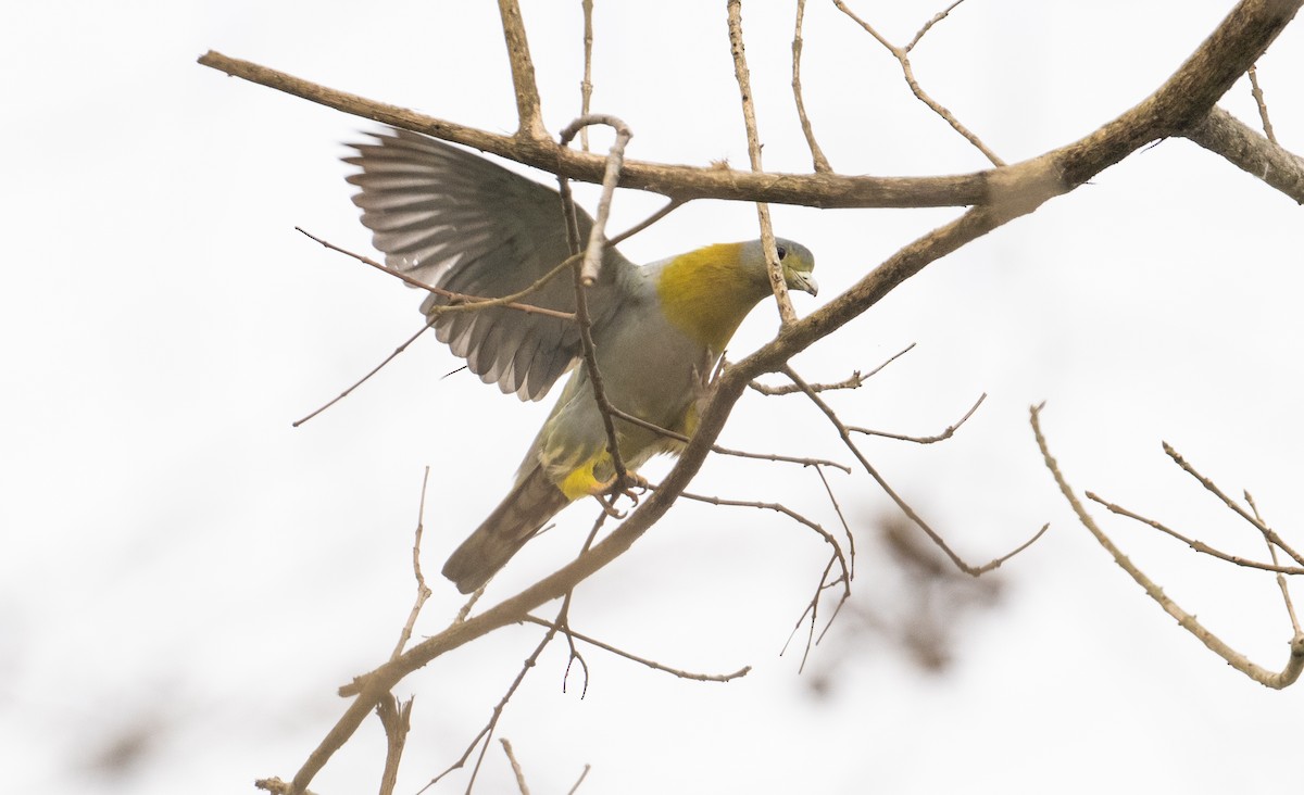 Yellow-footed Green-Pigeon - ML616628203