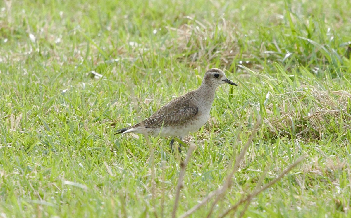 American Golden-Plover - ML616628205