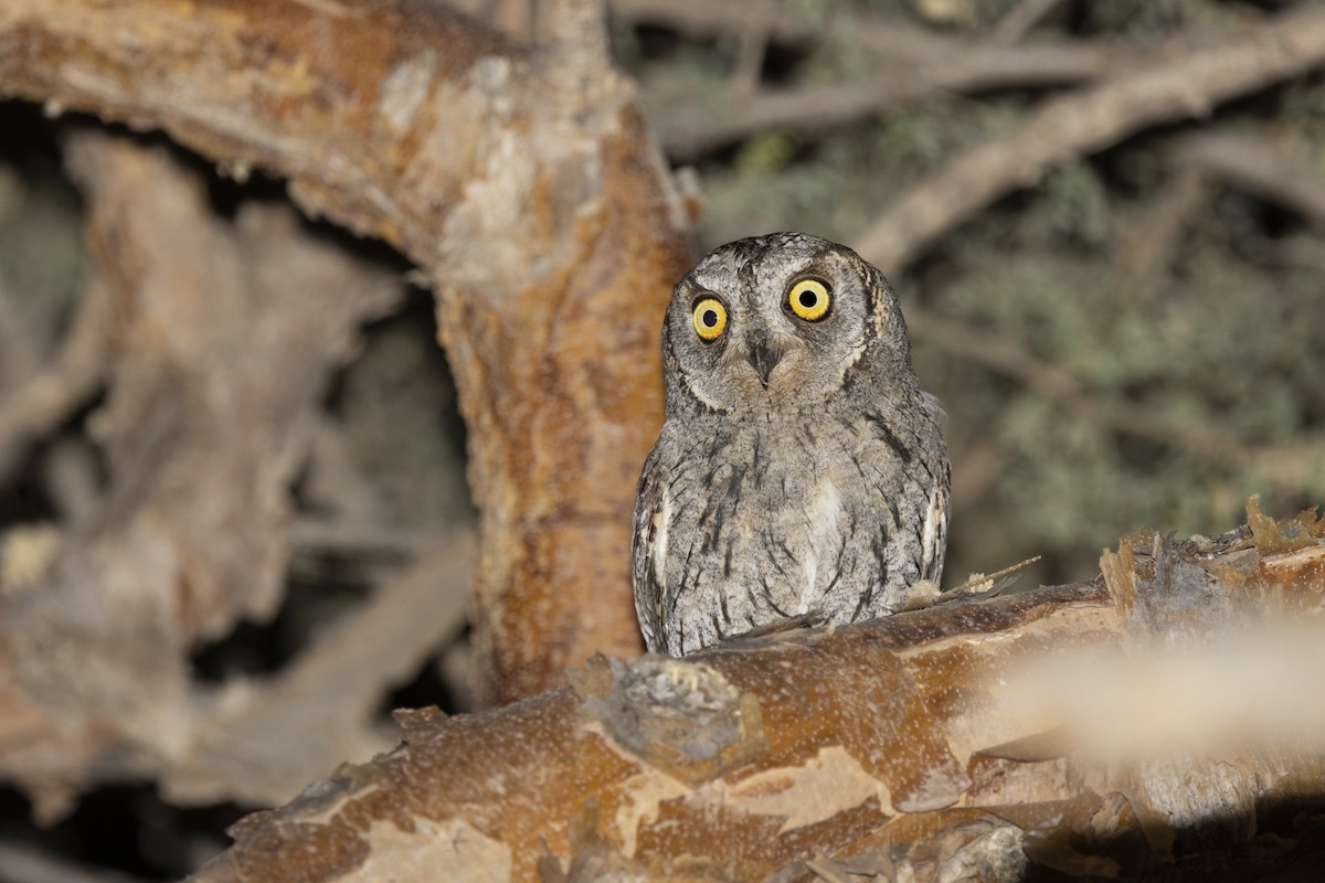 Arabian Scops-Owl - ML616628211