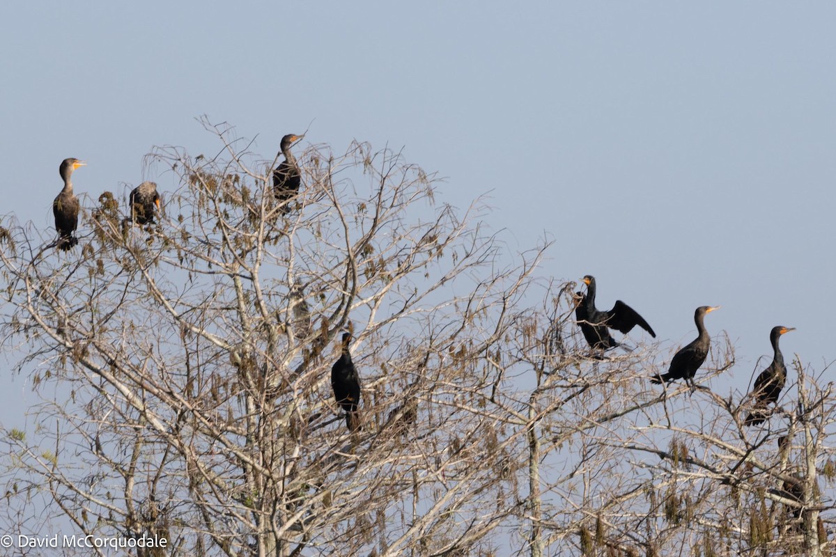 Double-crested Cormorant - ML616628247