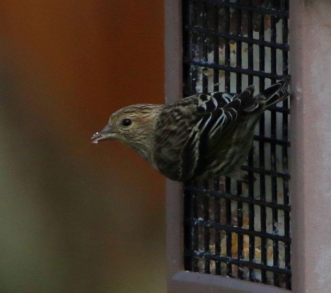 Pine Siskin - Breck Breckenridge