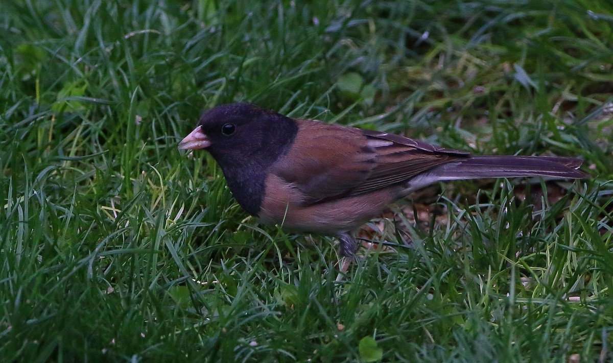 Dark-eyed Junco (Oregon) - Breck Breckenridge