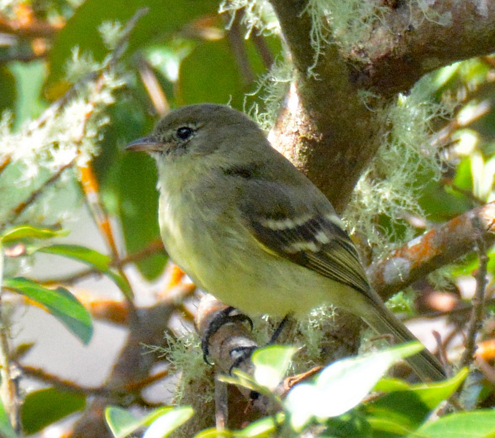 Greater Antillean Elaenia (Jamaican) - ML616628315