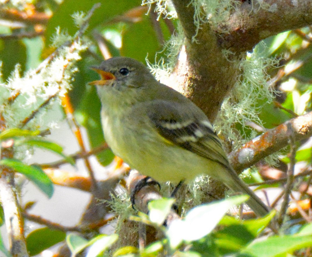 Greater Antillean Elaenia (Jamaican) - Michael J Good