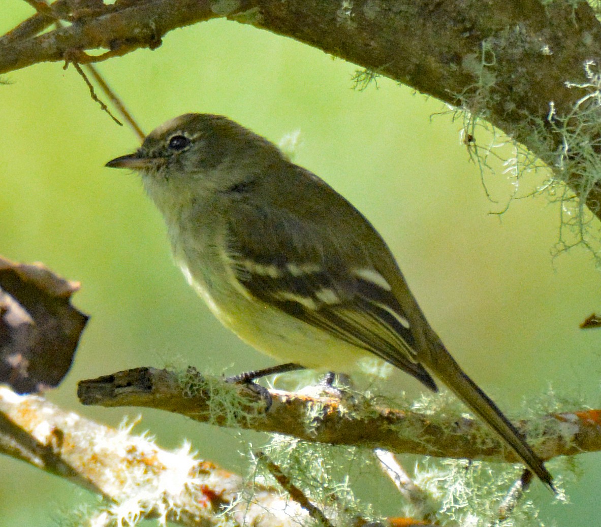 Greater Antillean Elaenia (Jamaican) - ML616628318