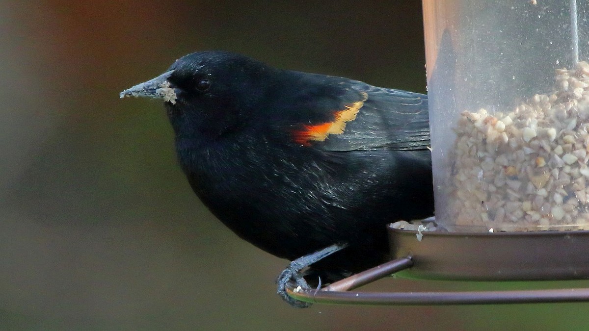 Red-winged Blackbird - Breck Breckenridge