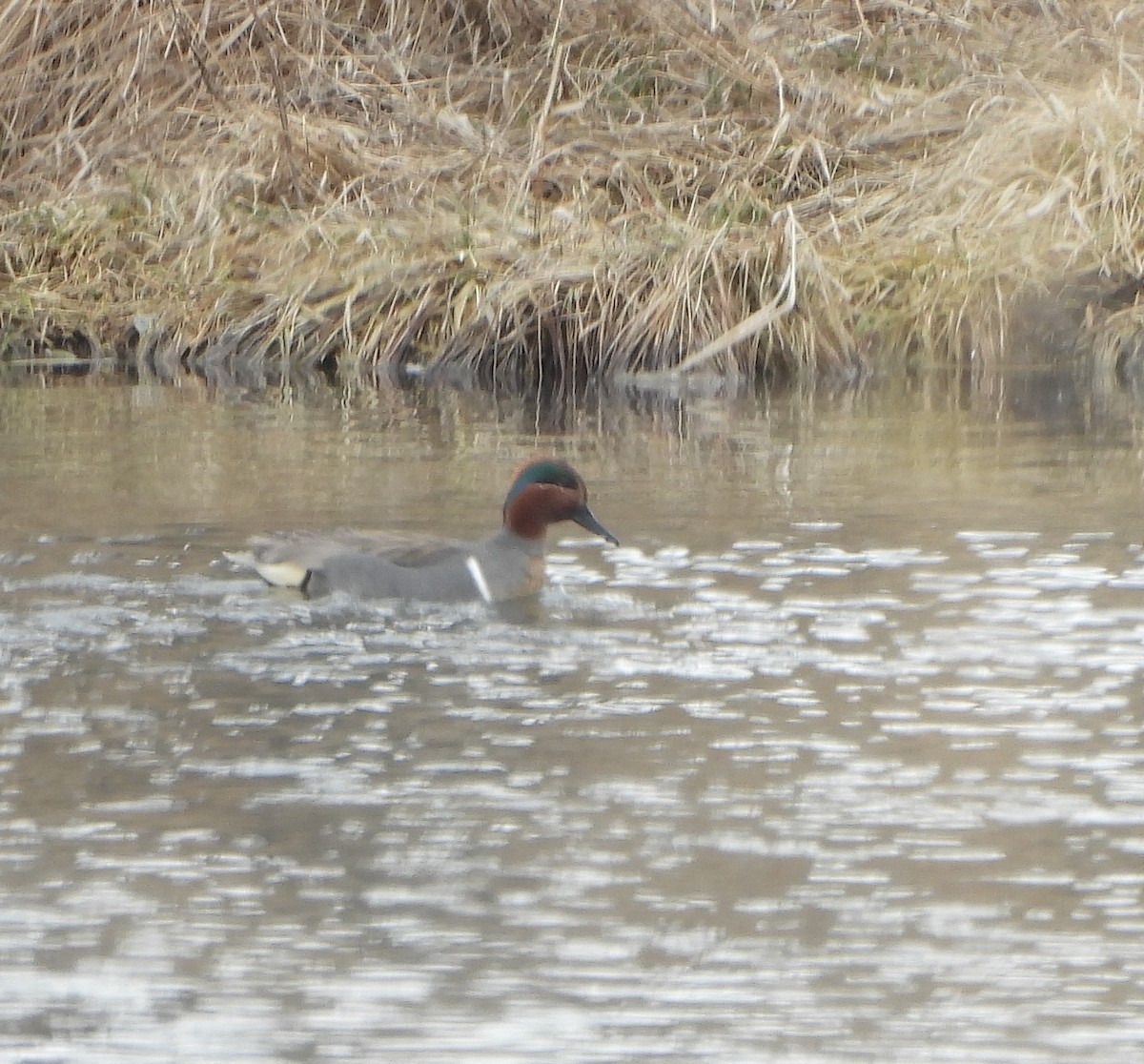 Green-winged Teal - ML616628354