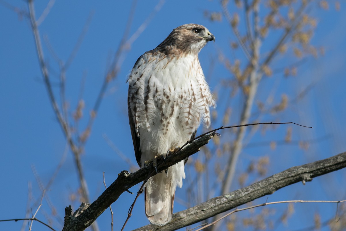 Red-tailed Hawk - ML616628391