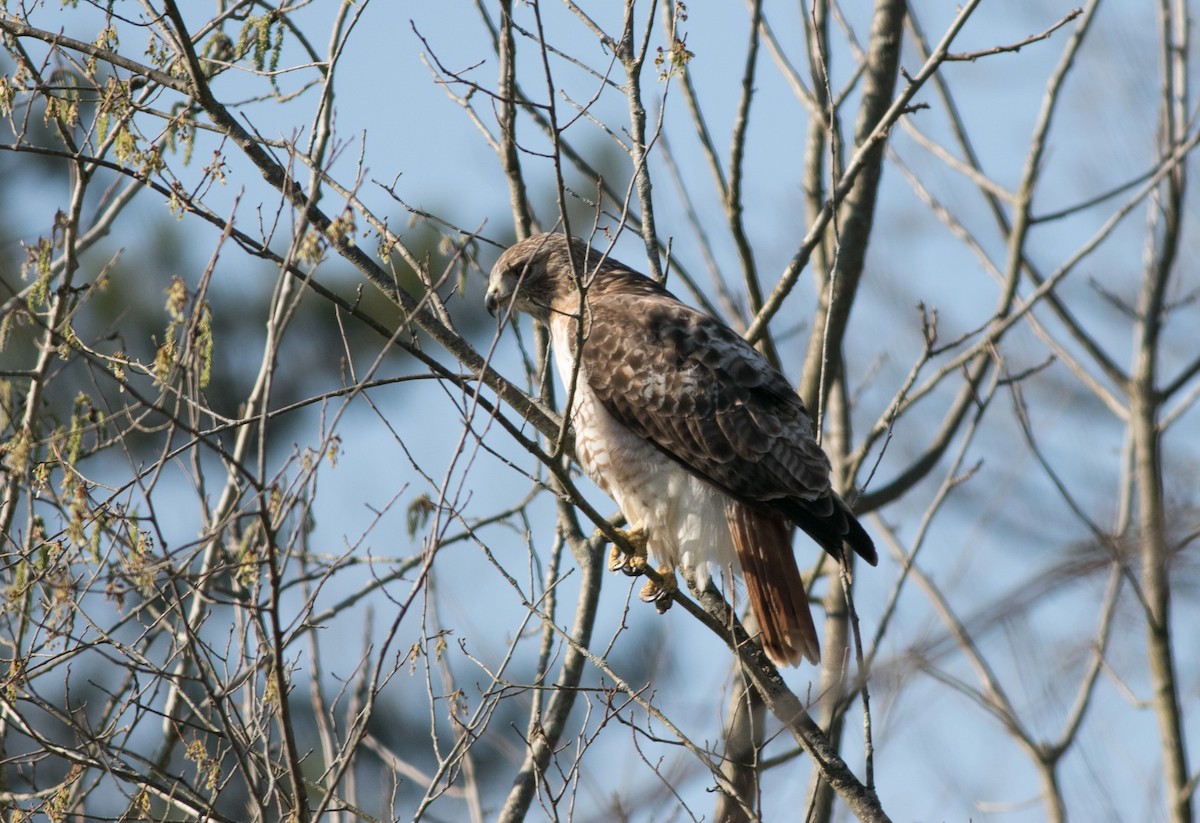 Red-tailed Hawk - ML616628398