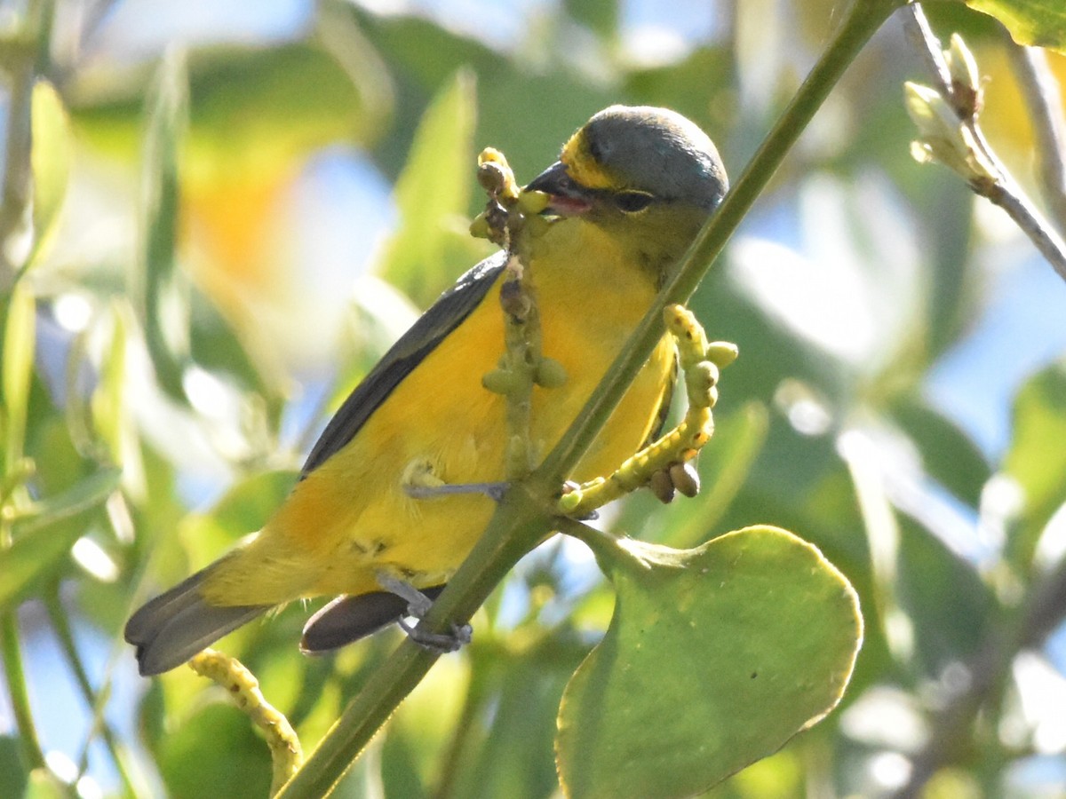 Puerto Rican Euphonia - ML616628413