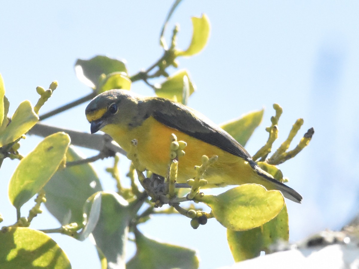 Puerto Rican Euphonia - ML616628414