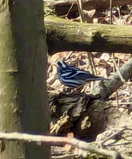 Black-and-white Warbler - ML616628437