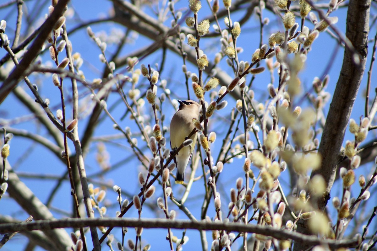 Cedar Waxwing - ML616628438