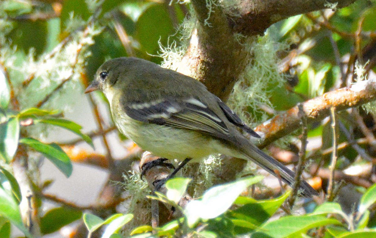 Greater Antillean Elaenia (Jamaican) - ML616628448