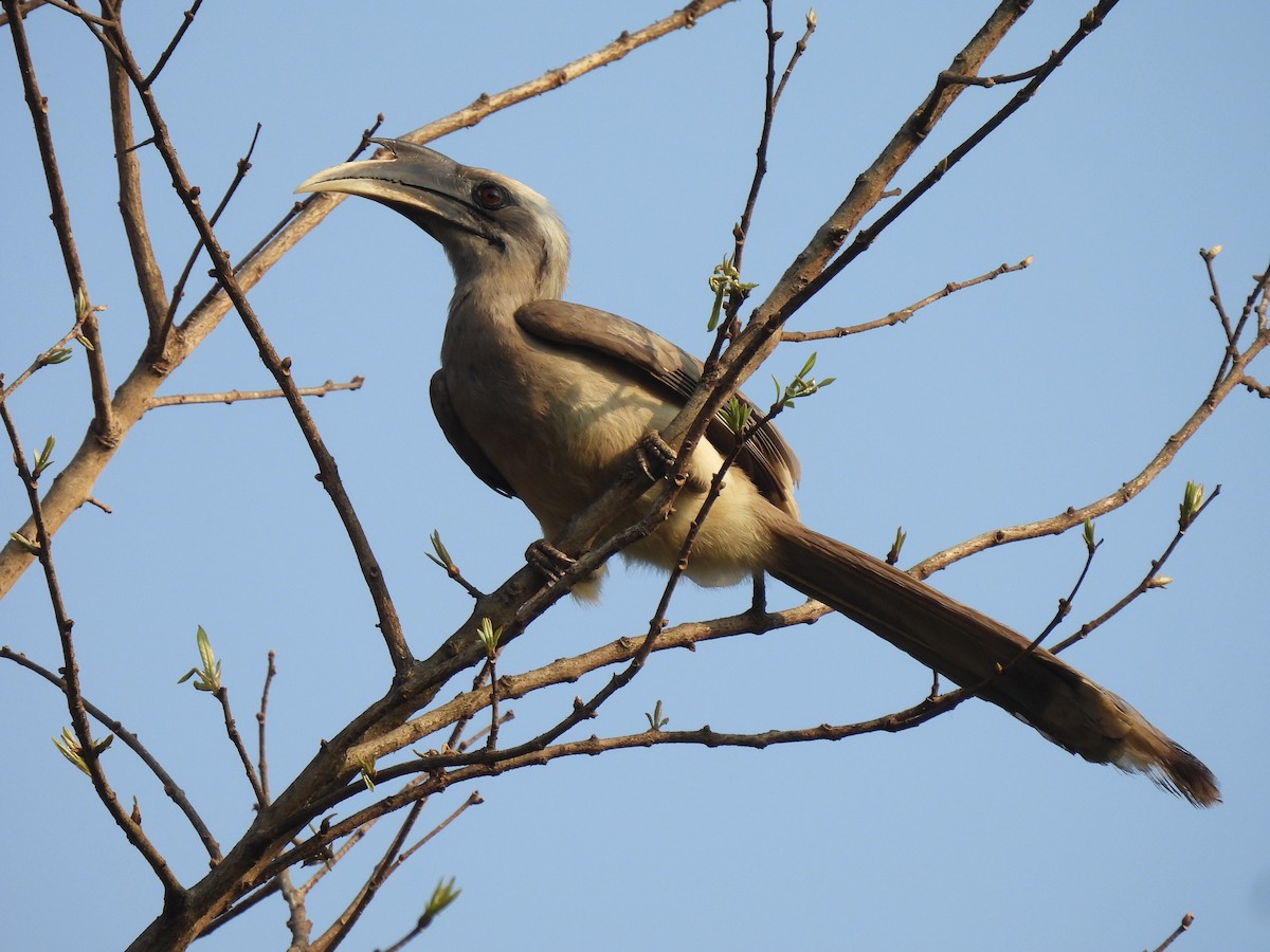 Indian Gray Hornbill - ML616628490