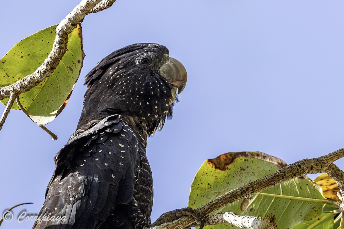 Red-tailed Black-Cockatoo - Fernando del Valle