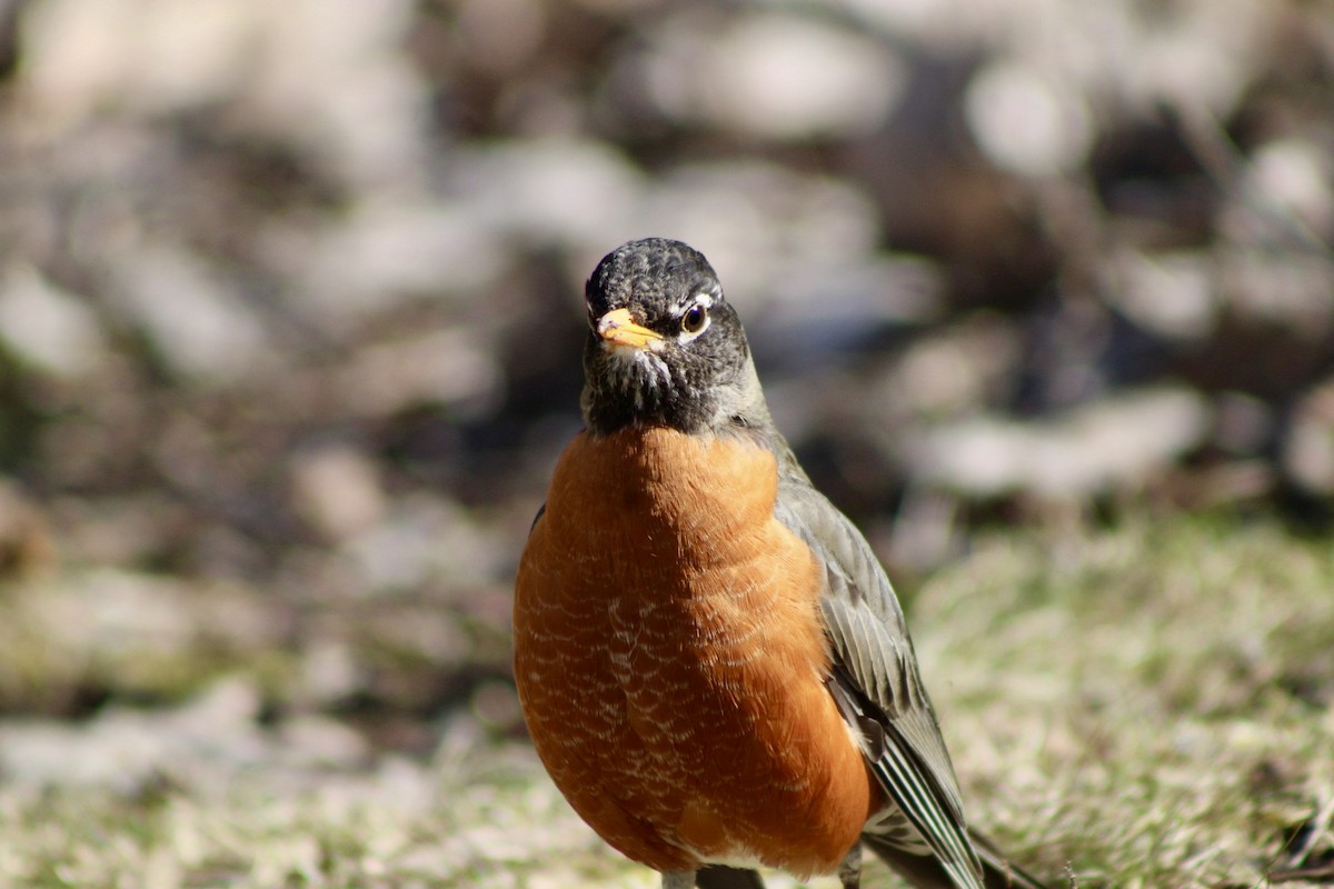 American Robin - ML616628510