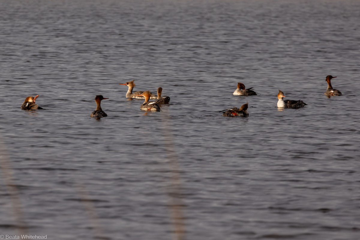 Red-breasted Merganser - Beata Whitehead