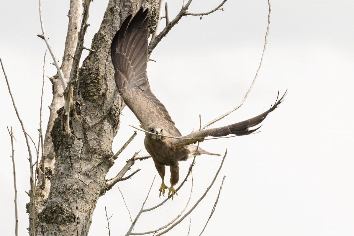 Swainson's Hawk - marlin harms