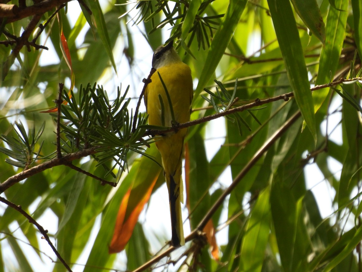 Gray-chinned Minivet - Xiongfei Pu