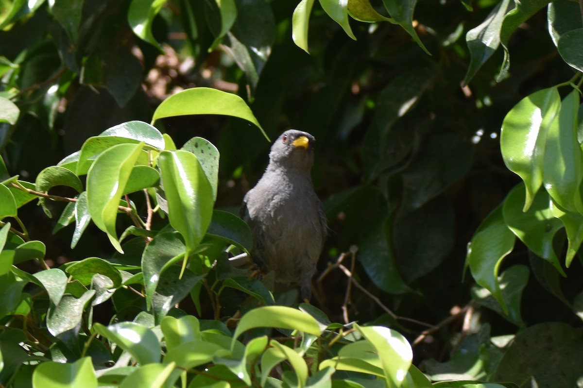 Slender-billed Finch - ML616628636