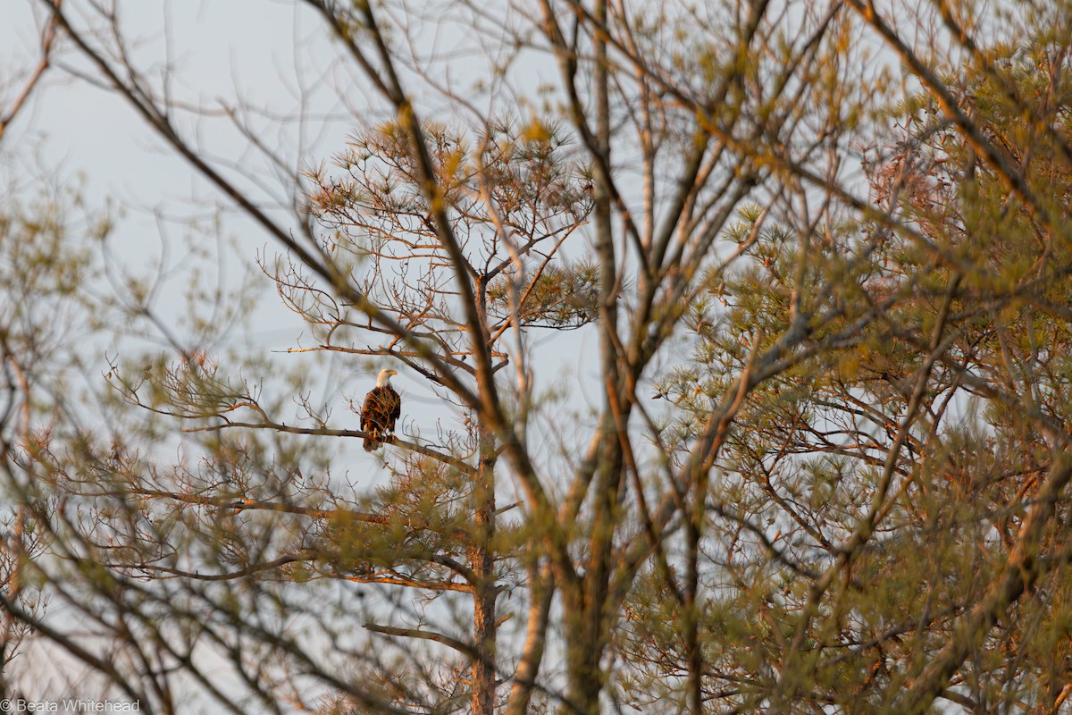 Bald Eagle - Beata Whitehead